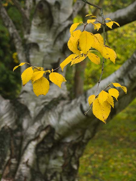 Last Leaves