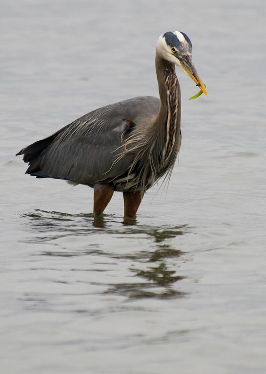 Lunch Catch