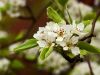 Pear Flowers from an Old Macro Lens by Lee W