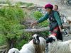 Tibetan Shepherd and Her Child by Lee W