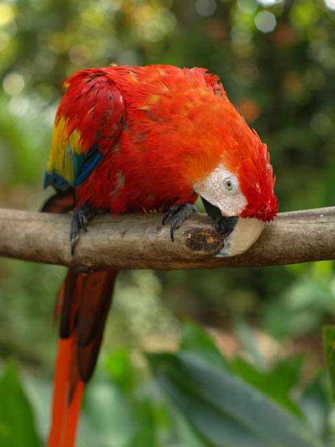 Macaw