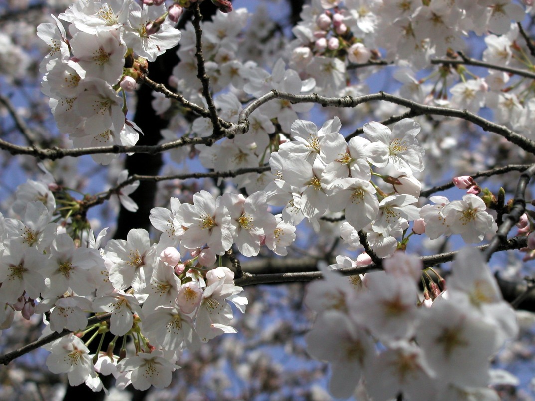 Sakura Blossoms