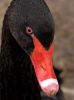 Black swan by John Hoogwerf