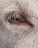 goat's eye by John Hoogwerf