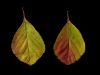 Autumn leaves by John Hoogwerf