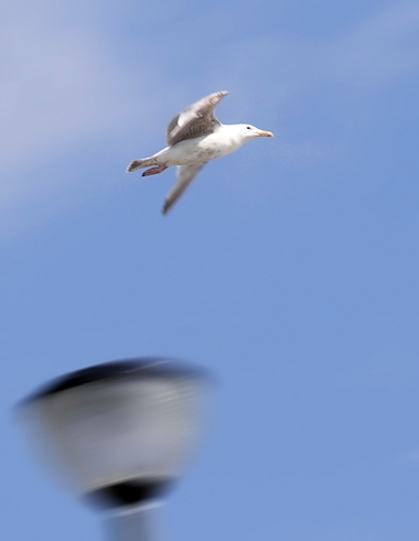 Sea Bird