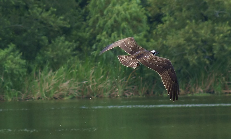 Osprey in Flight - 4