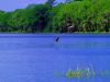 Newnans Lake - Great Blue Heron by Leon Plympton