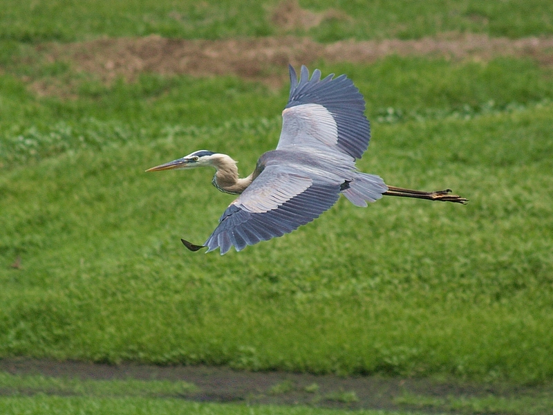 Great Blue Heron - 11