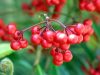 Red berries by Leon Plympton