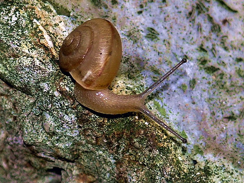 Snail