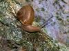 Snail by Leon Plympton