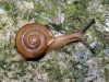 Snail (2) by Leon Plympton