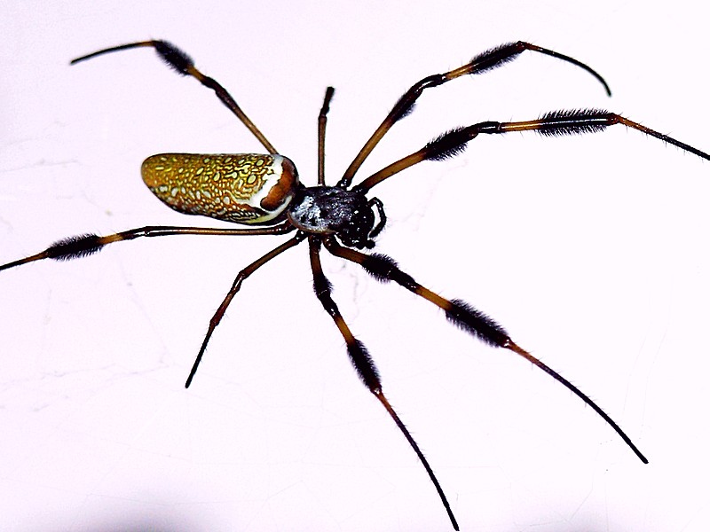 Banana Spider