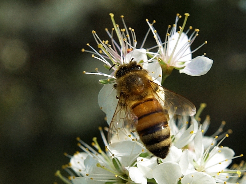 Plum Crazy Bee