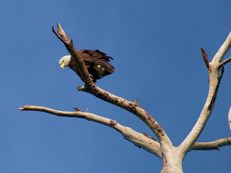 Bald Eagle (my first!)