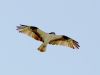 Osprey in Flight - 3 by Leon Plympton