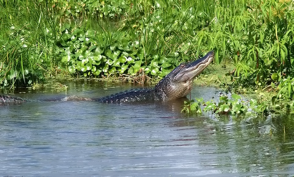 Gator Hole (7)