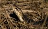Cottonmouth aka Water Moccasin by Leon Plympton