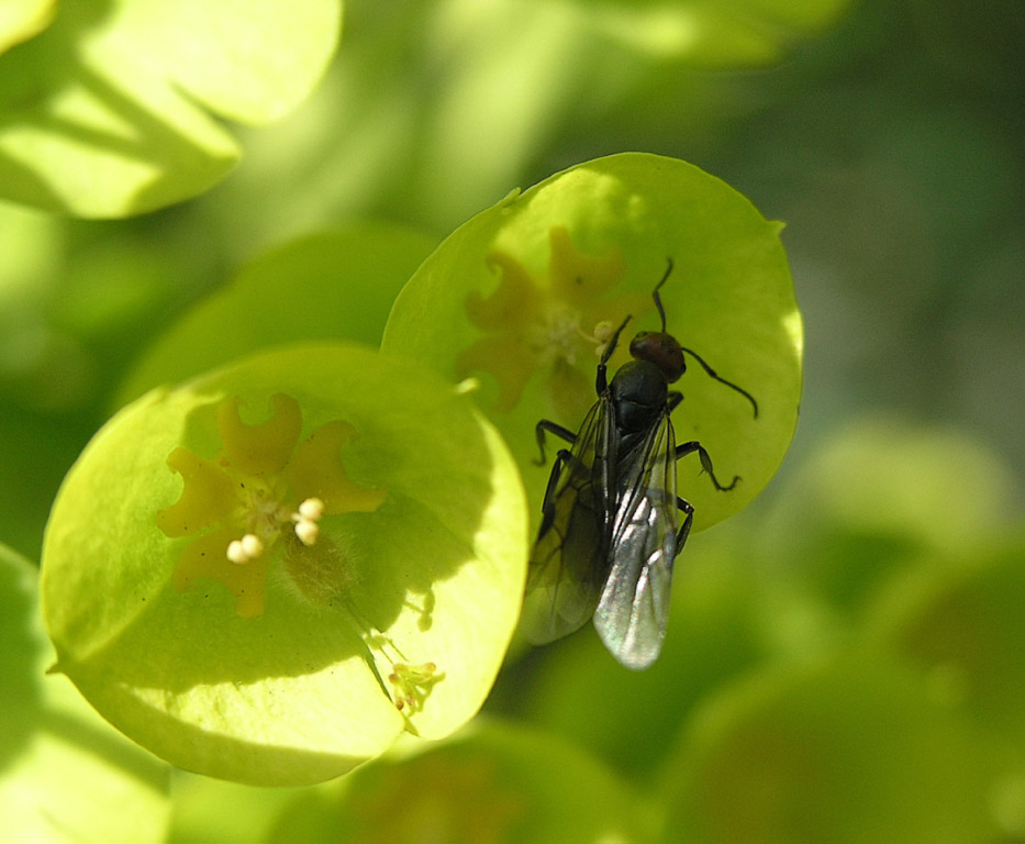 Bug on Flower 001