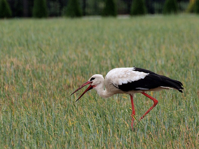 Stork at lunch