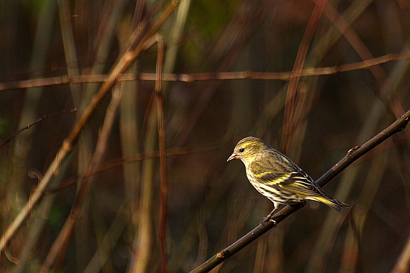 Siskin - female