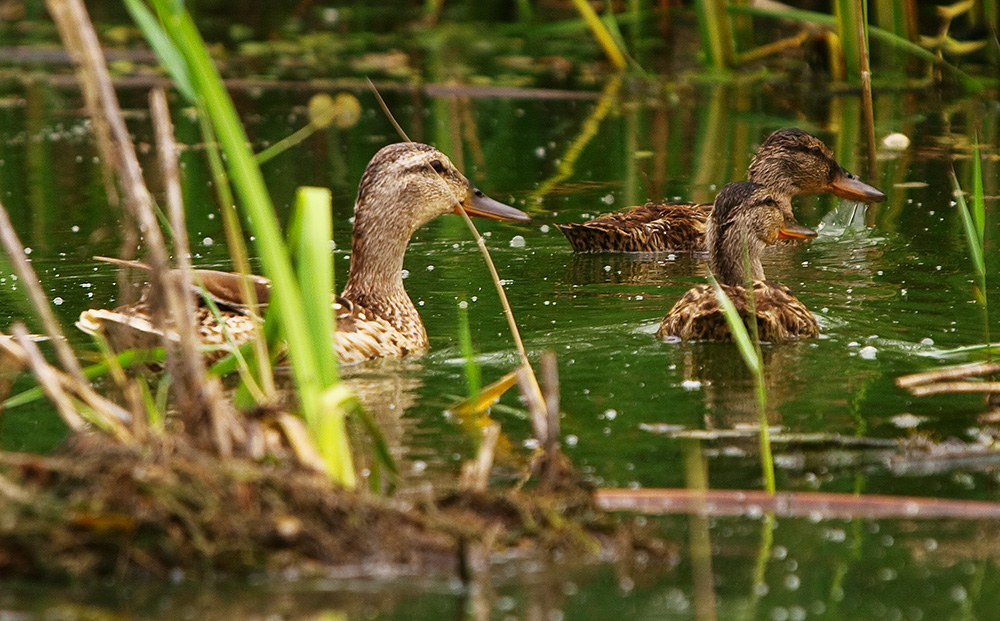 Wild duck with ducklings (Mallard)