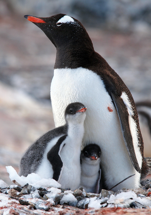 Gentoo penguins