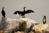 Cormorants 2