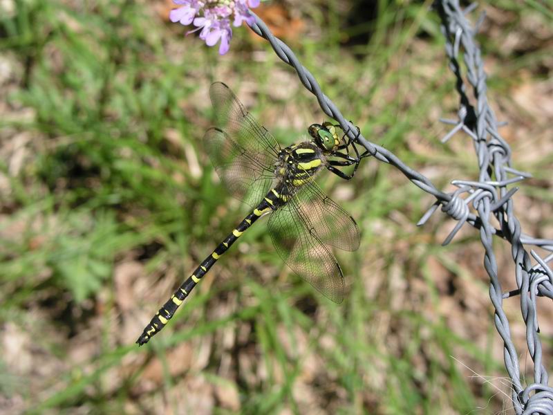 Dragonfly