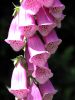 Digitalis