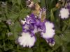 Siberian Iris by Dane Robison