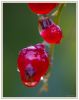 Wet currant by Torvald Bie