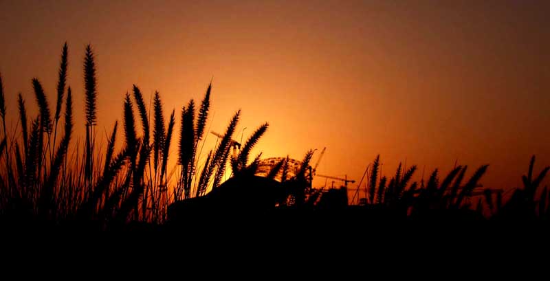 Pamper grass at sunset