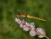 Dragonfly by Sergey Green