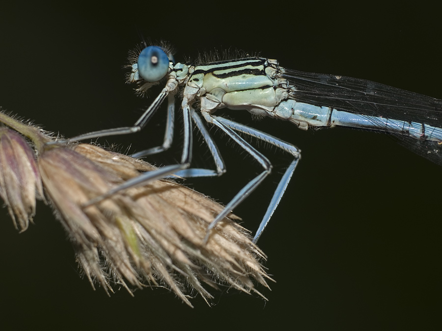 Damselfly on the branch