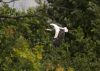 Flying Stork - 2 by Sergey Green