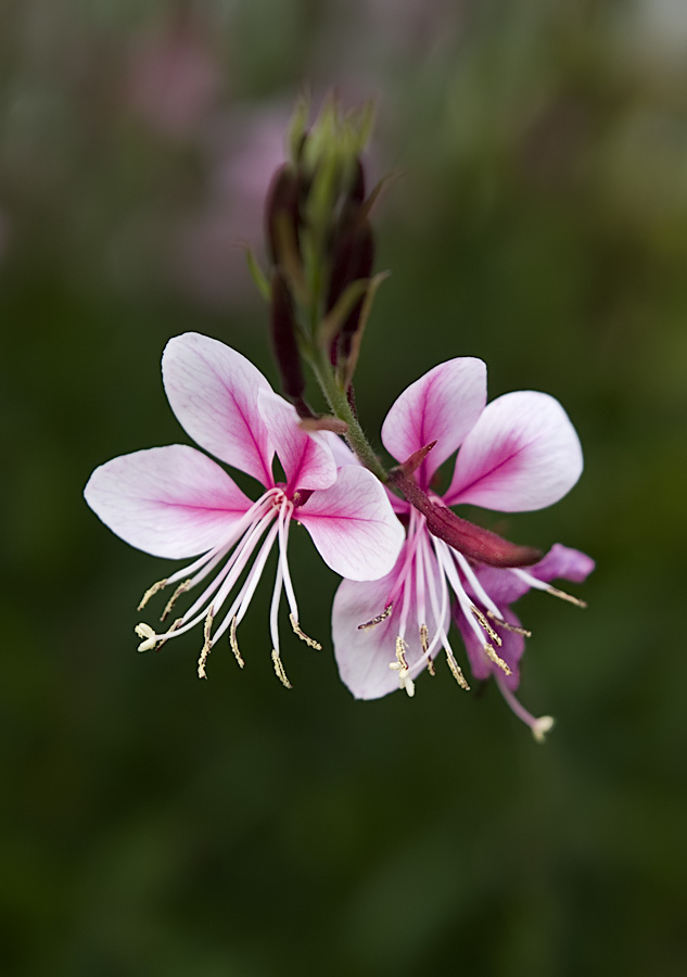 Willow Herb