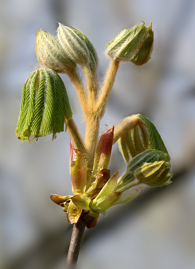 Springtime - 7 (Chestnut buds opening up)