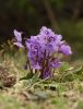 Alpine flowers - 1 by Sergey Green