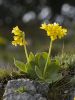 Alpine flowers - 2 by Sergey Green