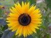 Sunflower by Sergey Green