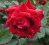 Red Flower by Sergey Green