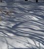 Winter Shadows by Sergey Green