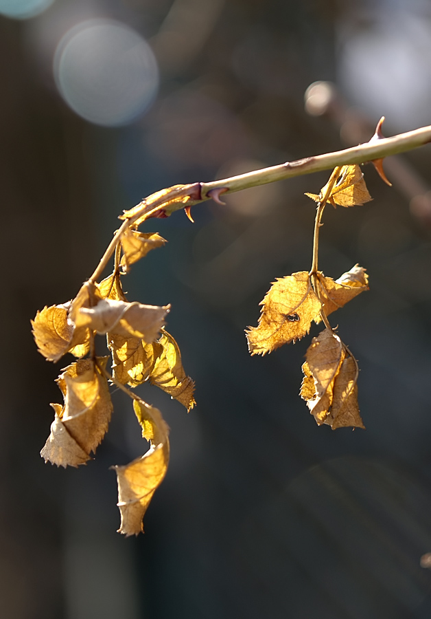 Branch in Light