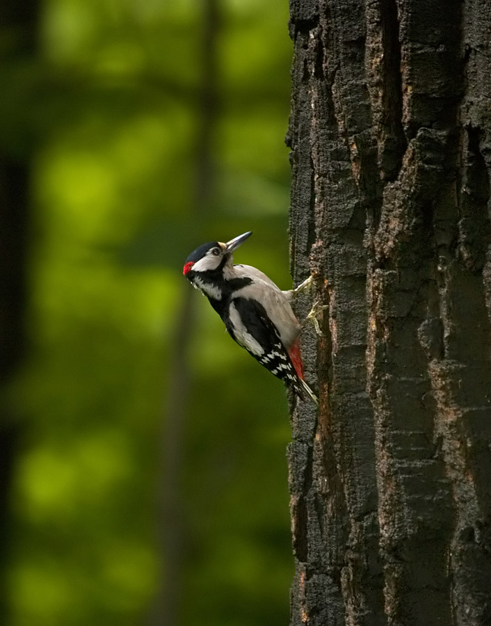 Woodpecker - 2