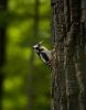 Woodpecker - 2 by Sergey Green