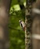 Woodpecker by Sergey Green