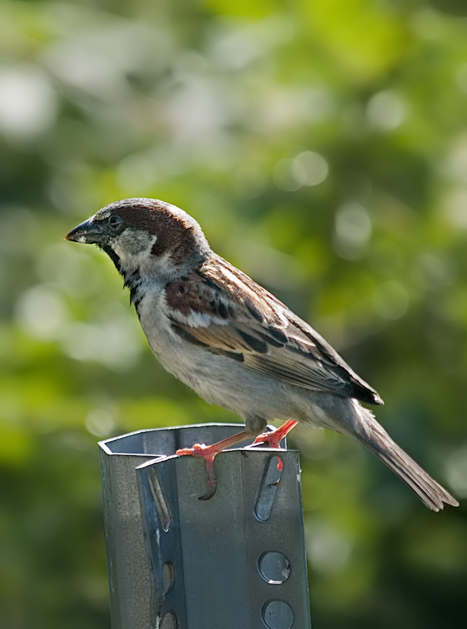 House sparrow