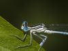 Hold on, borther! - Damselfly by Sergey Green